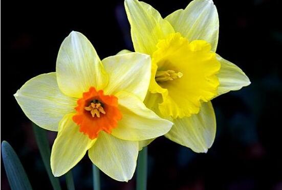 水仙葉子發(fā)黃怎么辦，四種原因以及解決辦法