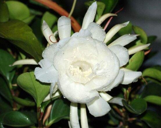 曇花什么時(shí)候葉插，以春季為主/擇兩年生健康老葉