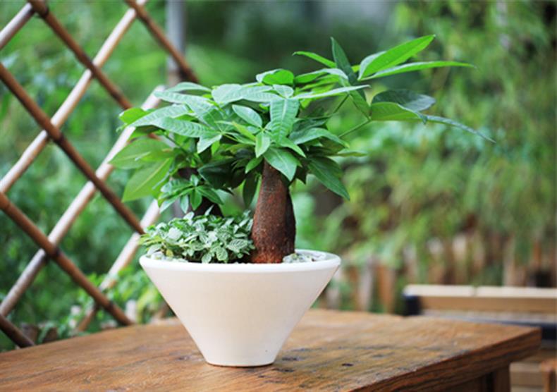 發(fā)財樹幾天澆一次水，發(fā)財樹澆水方法