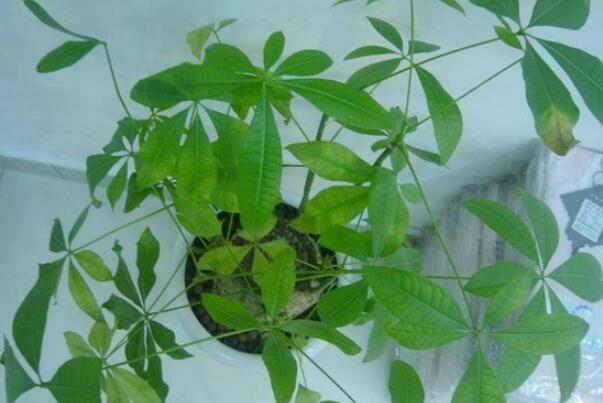 發(fā)財(cái)樹怎么分株，發(fā)財(cái)樹扦插繁殖方法