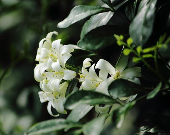 盆栽九里香的養(yǎng)殖方法，老農(nóng)教你七個最實用基本方法