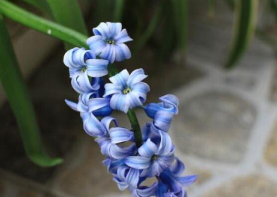 家里養(yǎng)風(fēng)信子好嗎，好/美化家居環(huán)境、凈化空氣