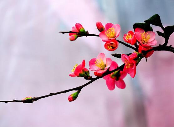 海棠花怎么澆水，海棠花澆水方法