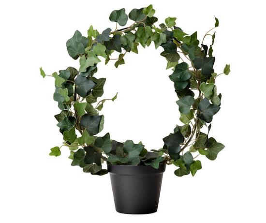 常春藤怎么修剪，常春藤摘心圖解