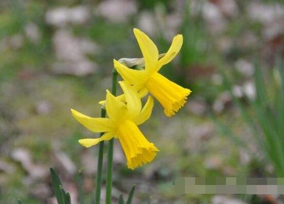 水仙花有幾個(gè)品種，水仙花最好看八大品種
