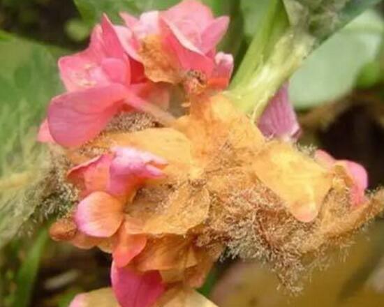 仙客來灰霉病的癥狀，仙客來灰霉病防治方法