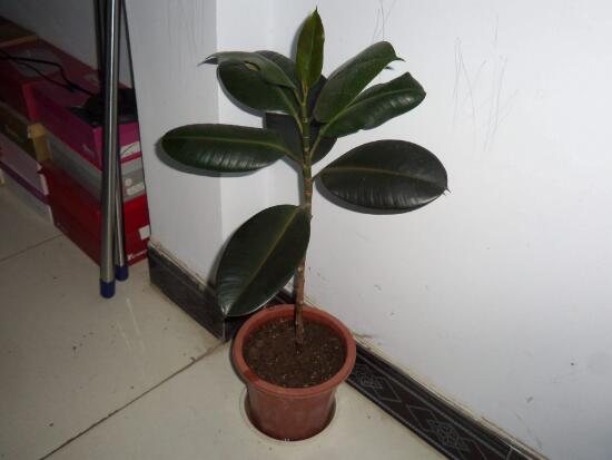 橡皮樹對人身體有害嗎，橡皮樹的作用和功效