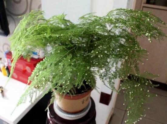 文竹會開花嗎，文竹開花有什么兆頭/很難開花