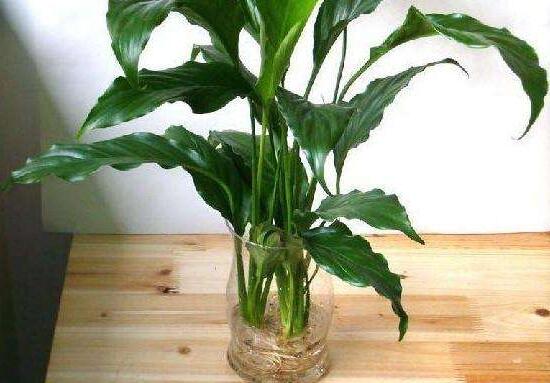 萬年青可以水養(yǎng)嗎，水培萬年青的養(yǎng)殖方法和注意事項(xiàng)