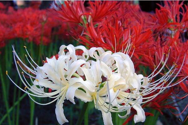 彼岸花象征什么，生死相隔/永不相見