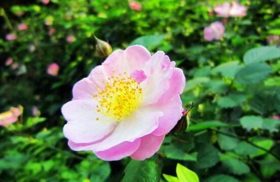 薔薇花的養(yǎng)殖方法，掌握八大方法就可養(yǎng)好