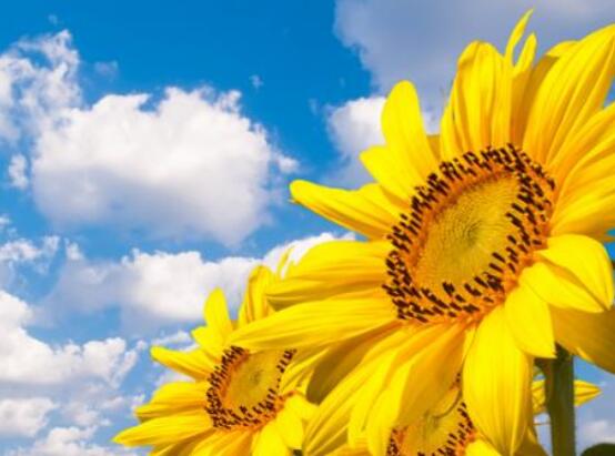 向日葵的花語和寓意，代表著沉默的愛、我的心永遠追隨你