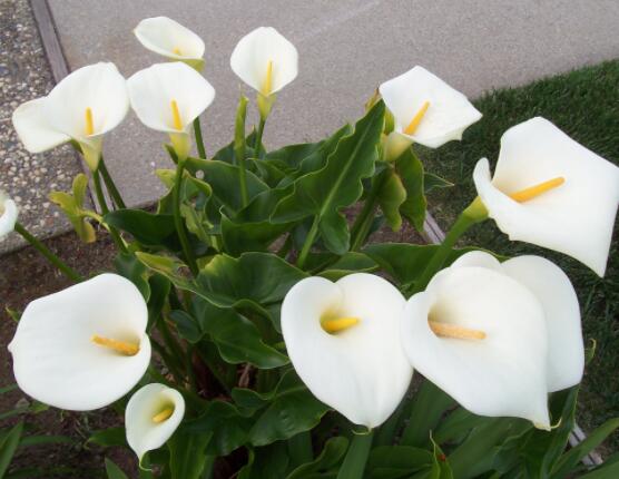 馬蹄蓮可以放在室內(nèi)嗎，促進(jìn)家庭和諧、夫妻恩愛(ài)