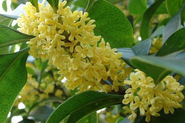 四季桂怎么養(yǎng)