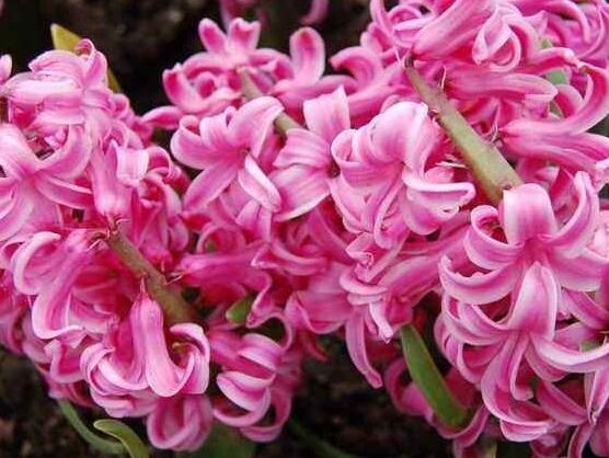 風信子怎么施肥，風信子施氮磷鉀復合肥最為合適