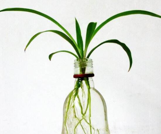 吊蘭可以水培嗎，水養(yǎng)吊蘭怎么養(yǎng)才茂盛