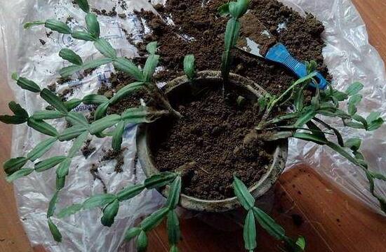 蟹爪蘭怎么施肥，蟹爪蘭什么時候施肥好