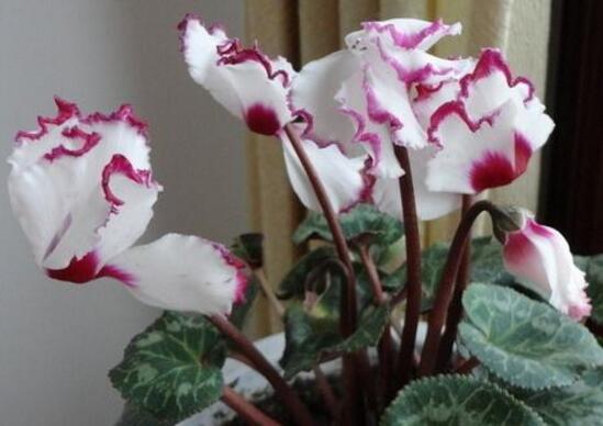 仙客來怎么施肥，仙客來施什么肥最好/液態(tài)肥為主