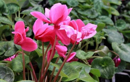 仙客來如何澆水，仙客來澆水方法