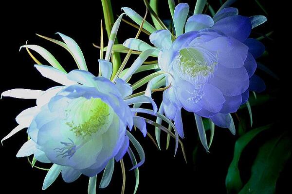 曇花的花語和傳說，曇花一現(xiàn)只為韋陀