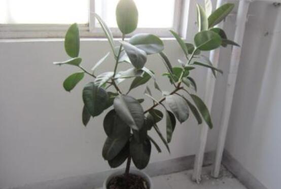 橡皮樹掉葉子還會(huì)長嗎，只要不死就會(huì)繼續(xù)生長(做好養(yǎng)護(hù)管理)