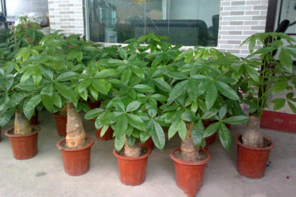 發(fā)財(cái)樹葉子發(fā)黃怎么回事，光照過強(qiáng)/土壤不適/澆水過多