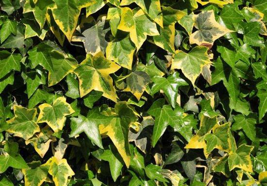 常春藤有哪些品種，常春藤品種圖片大全