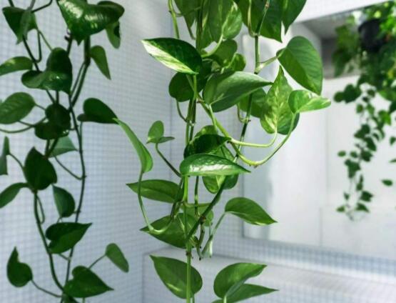 綠蘿葉子長黃斑怎么辦，四個原因以及解決辦法