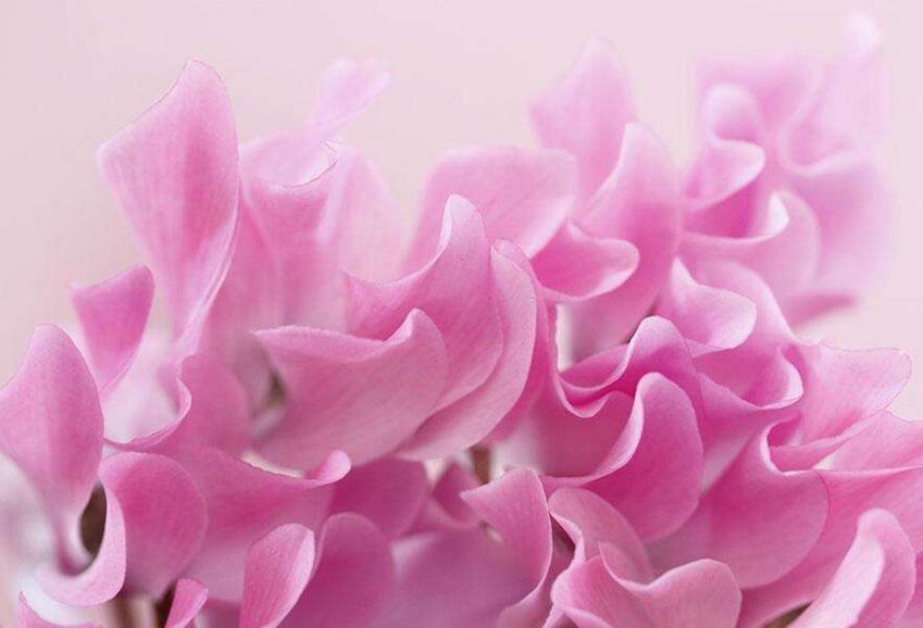 仙客來(lái)夏季的管理方法，適宜的環(huán)境很重要