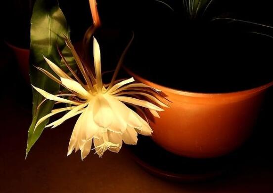 曇花摘下來如何保存，主要分為做干花和自然晾干