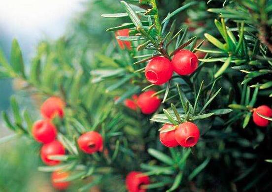 紅豆杉的養(yǎng)殖方法和注意事項，七大基本方法養(yǎng)殖郁郁蔥蔥