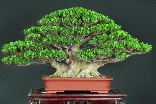 榕樹盆景圖片，獨(dú)特藝術(shù)欣賞