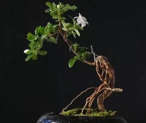 六月雪樹葉發(fā)黑怎么辦，找清原因及時救治（三種原因及解決方法）