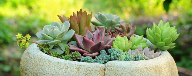 花盆不透氣能養(yǎng)花嗎