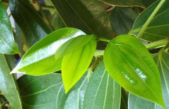 平安樹有毒嗎，平安樹能放在臥室嗎