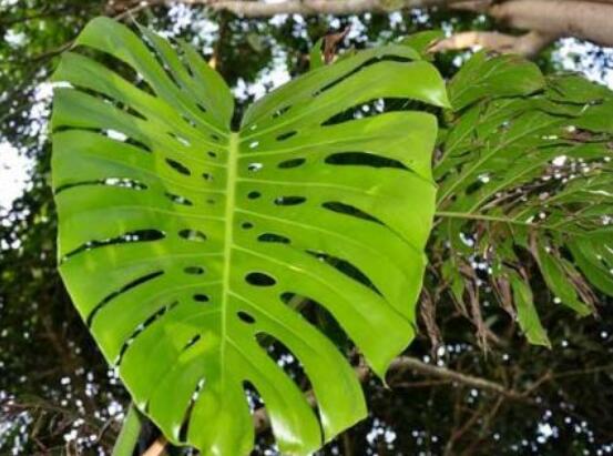 龜背竹去甲醛嗎，凈化甲醛能力值排行首位(吸毒最強(qiáng))