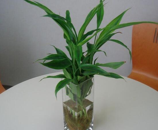 富貴竹怎么養(yǎng)才能更旺盛，富貴竹的養(yǎng)殖方法