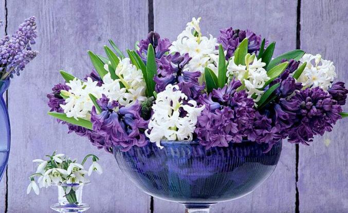 葡萄風(fēng)信子的養(yǎng)殖方法，6種方法教你養(yǎng)好葡萄風(fēng)信子