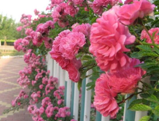 薔薇花圖片，薔薇花圖片大全