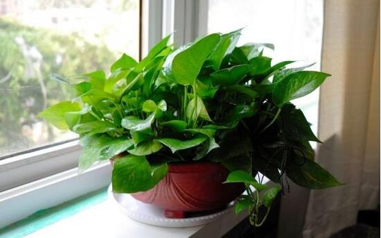 綠蘿長得慢怎么辦，做好這六個(gè)要點(diǎn)爆盆不斷