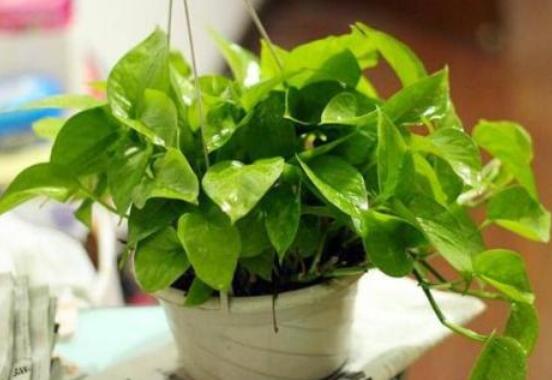 綠蘿用什么藥長得快，盤點最合適的五種藥物(盆盆爆滿)