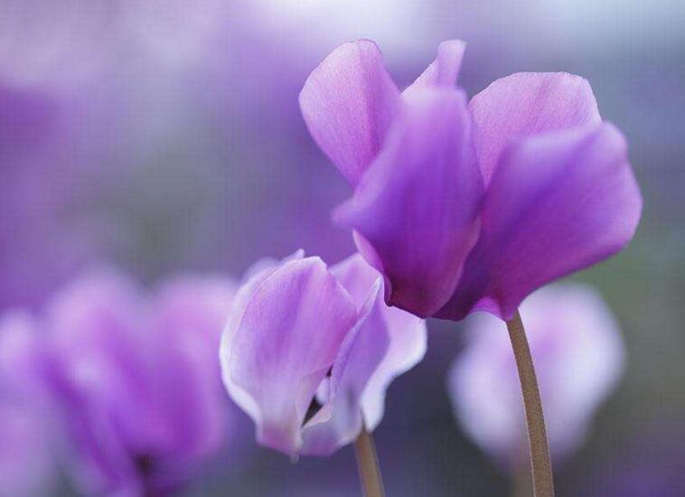 仙客來球莖爛還能活嗎，可以活/但是要注意這3個(gè)方面