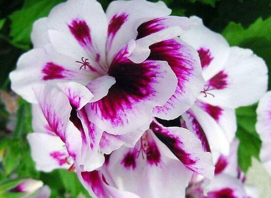 天竺葵可以水培嗎，天竺葵水培方法