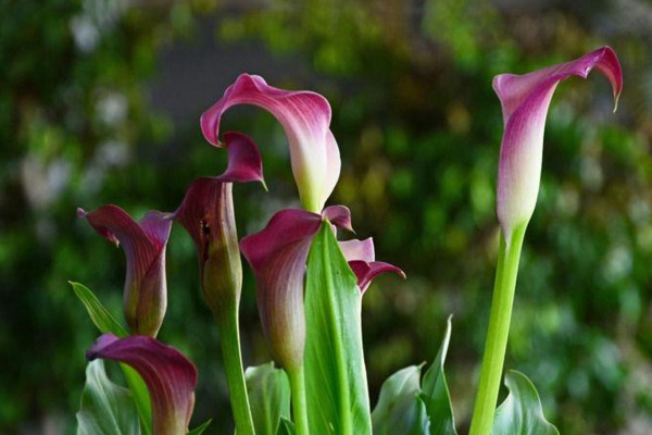 馬蹄蓮開花后怎么處理，花后1~2周進行修剪