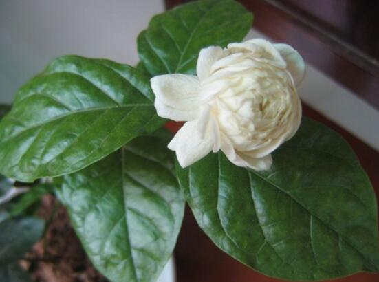 虎頭茉莉怎么養(yǎng)，做好六個(gè)養(yǎng)殖步驟即可花開爆盆