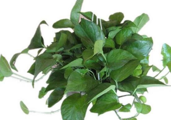 綠蘿冬天應(yīng)該怎么養(yǎng)，綠蘿冬天養(yǎng)殖方法