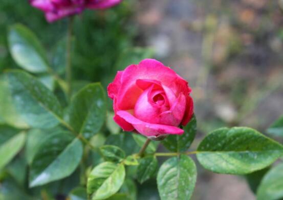 月季和玫瑰的區(qū)別，最直觀的三種分辨方法