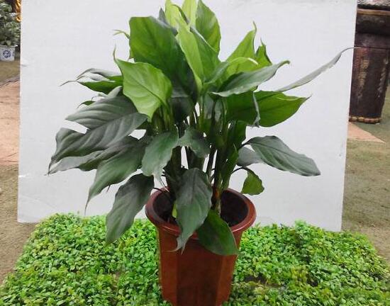 廣東萬年青怎么養(yǎng)，廣東萬年青的養(yǎng)殖方法和注意事項