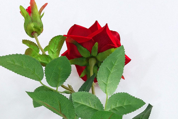 玫瑰花葉子枯萎怎么辦，調(diào)整肥量/改善濕度/減少光照