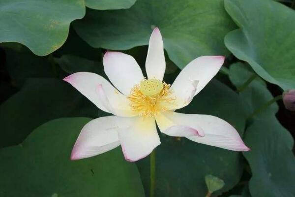 荷花的種類有哪些，盤點最具代表性的5種荷花